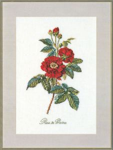 Thea Gouverneur Красная роза