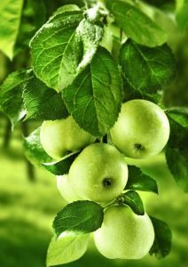 Гранни Зеленные яблоки