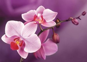 Гранни Ветвь орхидеи