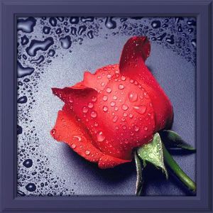 Алмазная Живопись Красная роза