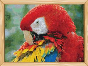 Цветной Красный ара
