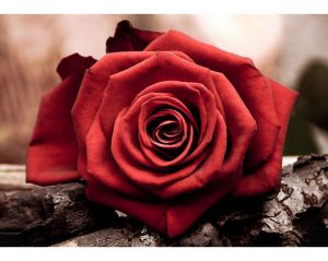 Collection D'Art Красная роза