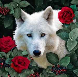 Collection D'Art Белый волк