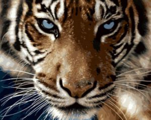 Цветной Взгляд тигра