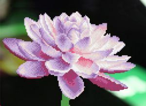 Цветной Цветок лотоса