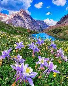 Цветной Альпийские луга