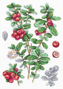 М.П. Студия Брусника