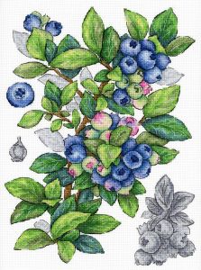 М.П. Студия Голубика