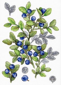 М.П. Студия Черника