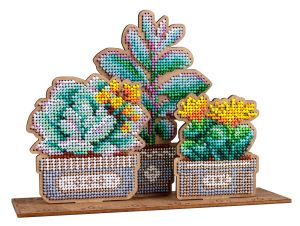 Щепка Сад суккулентов