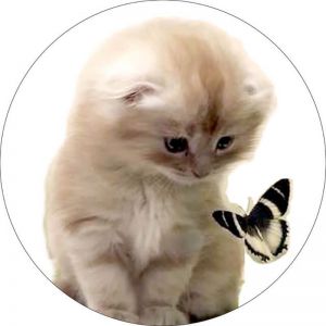 Цветной Милый котёнок с бабочкой